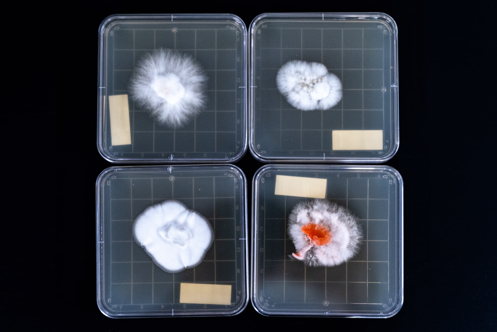 Biology & strain management
